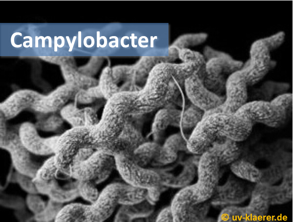 campylobacter_keime_im_wasser_uvc_mikroorganismen