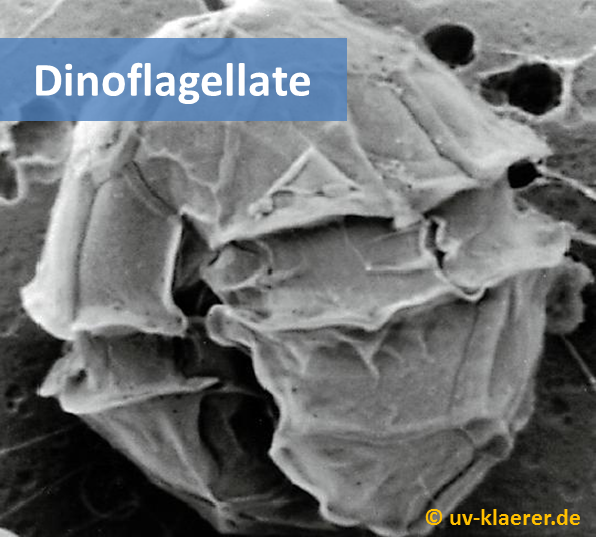 dinoflagellate keime bakterien wasser aquarium meerwasser suesswasser uvc klaerer filter entkeimer ohne chemie