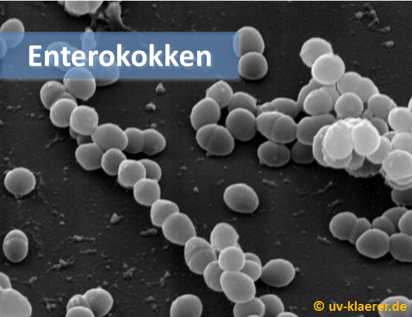 enterokokken_keime_im_wasser_uvc_mikroorganismen