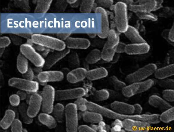 escherichia-coli_keime_im_wasser_uvc_mikroorganismen