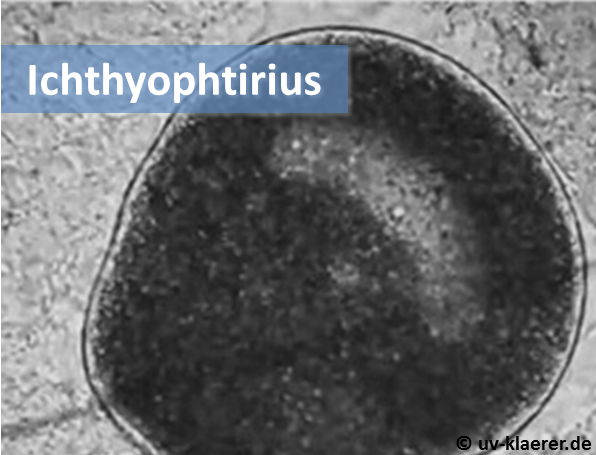 ichthyophtirius_keime_im_wasser_uvc_mikroorganismen