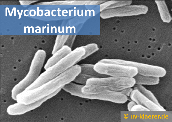 mycobacterium marinum fischtuberkolose keime erreger bakterien wasser aquarium meerwasser suesswasser uvc klaerer filter entkeimer ohne chemie
