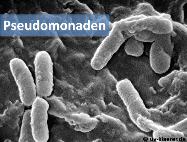 pseudomonaden_keime_im_wasser_uvc_mikroorganismen