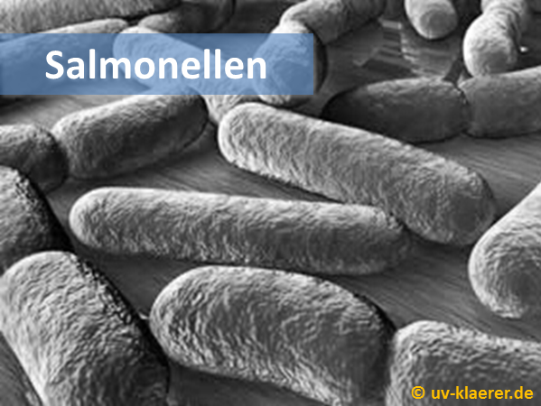 salmonellen_keime_im_Wasser_UVC_Mikroorganismen